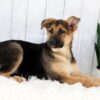 Image of Emma, a German Shepherd puppy