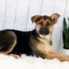 Image of Emma, a German Shepherd puppy