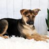 Image of Emma, a German Shepherd puppy