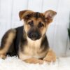 Image of Emma, a German Shepherd puppy