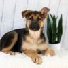 Image of Emma, a German Shepherd puppy