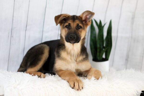 Image of Emma, a German Shepherd puppy