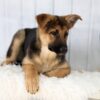 Image of Emma, a German Shepherd puppy