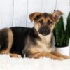 Image of Emma, a German Shepherd puppy