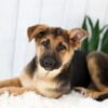 Image of Emma, a German Shepherd puppy