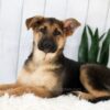 Image of Emma, a German Shepherd puppy