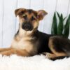 Image of Emma, a German Shepherd puppy