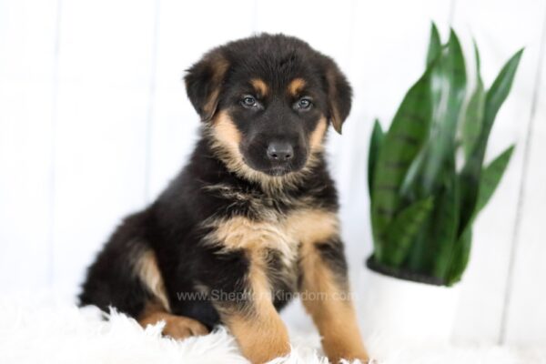 Image of Mackenzie, a German Shepherd puppy