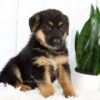 Image of Mackenzie, a German Shepherd puppy