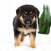 Image of Mackenzie, a German Shepherd puppy