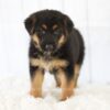 Image of Mackenzie, a German Shepherd puppy