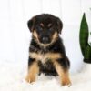 Image of Mackenzie, a German Shepherd puppy