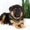 Image of Madeline, a German Shepherd puppy