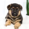 Image of Madeline, a German Shepherd puppy