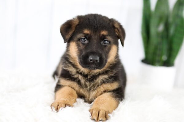 Image of Madeline, a German Shepherd puppy