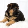 Image of Madeline, a German Shepherd puppy