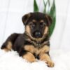 Image of Madeline, a German Shepherd puppy