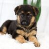 Image of Madeline, a German Shepherd puppy