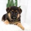 Image of Madeline, a German Shepherd puppy