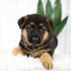 Image of Madeline, a German Shepherd puppy