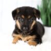 Image of Madison, a German Shepherd puppy