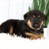 Image of Madison, a German Shepherd puppy