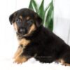 Image of Madison, a German Shepherd puppy