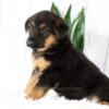 Image of Madison, a German Shepherd puppy