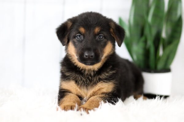 Image of Madison, a German Shepherd puppy