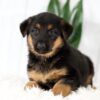 Image of Madison, a German Shepherd puppy