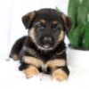 Image of Marley, a German Shepherd puppy