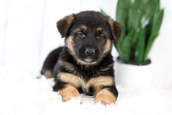 Image of Marley, a German Shepherd puppy