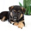 Image of Marley, a German Shepherd puppy