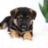 Image of Marley, a German Shepherd puppy