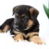 Image of Marley, a German Shepherd puppy