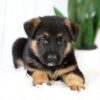 Image of Marley, a German Shepherd puppy