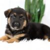 Image of Marley, a German Shepherd puppy