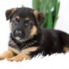 Image of Marley, a German Shepherd puppy