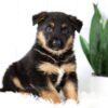 Image of Mason, a German Shepherd puppy