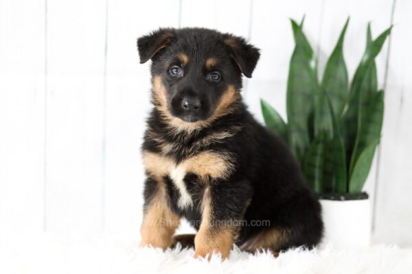 Image of Mason, a German Shepherd puppy