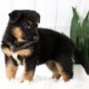 Image of Mason, a German Shepherd puppy