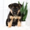 Image of Max, a German Shepherd puppy