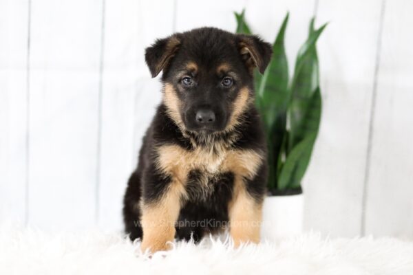 Image of Max, a German Shepherd puppy