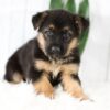 Image of Max, a German Shepherd puppy