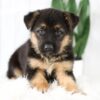 Image of Max, a German Shepherd puppy