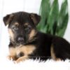 Image of Max, a German Shepherd puppy