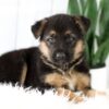 Image of Max, a German Shepherd puppy