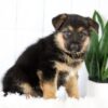 Image of Melody, a German Shepherd puppy