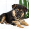 Image of Melody, a German Shepherd puppy