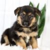 Image of Melody, a German Shepherd puppy